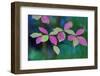 USA, Oregon, Rogue River Wilderness. Wild Dogwood Leaves in Autumn-Jean Carter-Framed Photographic Print