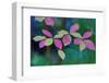 USA, Oregon, Rogue River Wilderness. Wild Dogwood Leaves in Autumn-Jean Carter-Framed Photographic Print