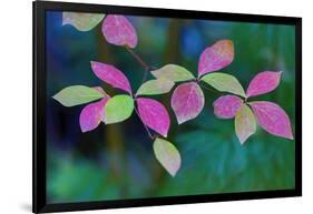 USA, Oregon, Rogue River Wilderness. Wild Dogwood Leaves in Autumn-Jean Carter-Framed Photographic Print