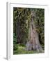 USA, Oregon, Rogue-Umpqua Divide Wilderness. Incense Cedar Tree-Steve Terrill-Framed Photographic Print