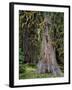 USA, Oregon, Rogue-Umpqua Divide Wilderness. Incense Cedar Tree-Steve Terrill-Framed Photographic Print