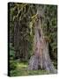 USA, Oregon, Rogue-Umpqua Divide Wilderness. Incense Cedar Tree-Steve Terrill-Stretched Canvas