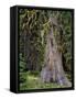 USA, Oregon, Rogue-Umpqua Divide Wilderness. Incense Cedar Tree-Steve Terrill-Framed Stretched Canvas