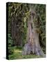 USA, Oregon, Rogue-Umpqua Divide Wilderness. Incense Cedar Tree-Steve Terrill-Stretched Canvas