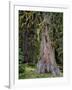 USA, Oregon, Rogue-Umpqua Divide Wilderness. Incense Cedar Tree-Steve Terrill-Framed Photographic Print
