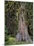 USA, Oregon, Rogue-Umpqua Divide Wilderness. Incense Cedar Tree-Steve Terrill-Mounted Photographic Print