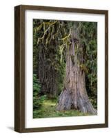 USA, Oregon, Rogue-Umpqua Divide Wilderness. Incense Cedar Tree-Steve Terrill-Framed Photographic Print