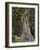 USA, Oregon, Rogue-Umpqua Divide Wilderness. Incense Cedar Tree-Steve Terrill-Framed Photographic Print