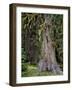 USA, Oregon, Rogue-Umpqua Divide Wilderness. Incense Cedar Tree-Steve Terrill-Framed Photographic Print