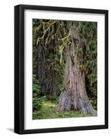 USA, Oregon, Rogue-Umpqua Divide Wilderness. Incense Cedar Tree-Steve Terrill-Framed Photographic Print