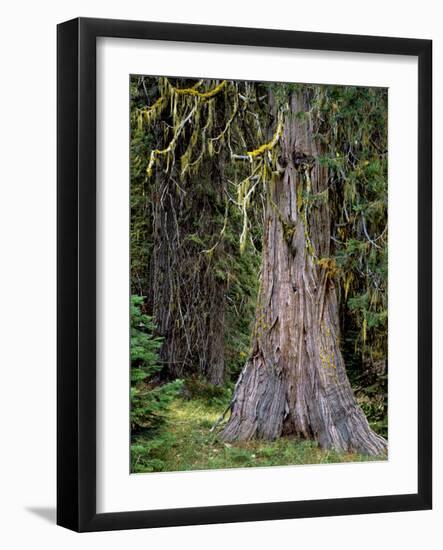 USA, Oregon, Rogue-Umpqua Divide Wilderness. Incense Cedar Tree-Steve Terrill-Framed Photographic Print