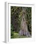 USA, Oregon, Rogue-Umpqua Divide Wilderness. Incense Cedar Tree-Steve Terrill-Framed Photographic Print