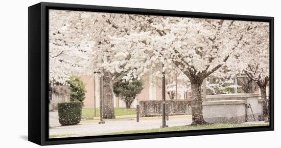 USA, Oregon, Salem, Snowing cherry blossoms.-Rick A. Brown-Framed Stretched Canvas