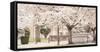 USA, Oregon, Salem, Snowing cherry blossoms.-Rick A. Brown-Framed Stretched Canvas