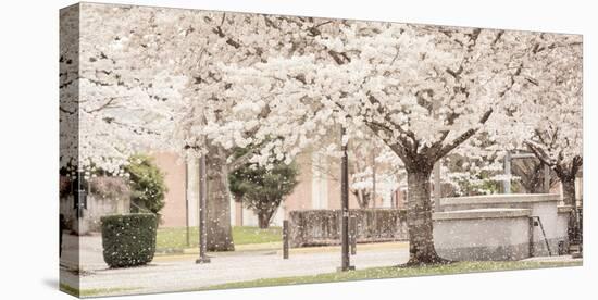 USA, Oregon, Salem, Snowing cherry blossoms.-Rick A. Brown-Stretched Canvas