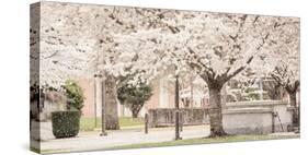 USA, Oregon, Salem, Snowing cherry blossoms.-Rick A. Brown-Stretched Canvas