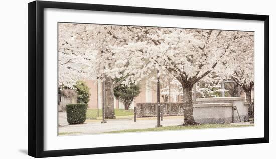 USA, Oregon, Salem, Snowing cherry blossoms.-Rick A. Brown-Framed Photographic Print