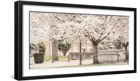 USA, Oregon, Salem, Snowing cherry blossoms.-Rick A. Brown-Framed Photographic Print