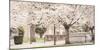 USA, Oregon, Salem, Snowing cherry blossoms.-Rick A. Brown-Mounted Photographic Print