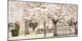 USA, Oregon, Salem, Snowing cherry blossoms.-Rick A. Brown-Mounted Photographic Print