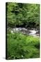 USA, Oregon. Scenic of Little Sandy River and Ferns-Steve Terrill-Stretched Canvas