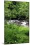 USA, Oregon. Scenic of Little Sandy River and Ferns-Steve Terrill-Mounted Photographic Print