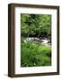 USA, Oregon. Scenic of Little Sandy River and Ferns-Steve Terrill-Framed Photographic Print