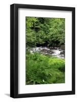 USA, Oregon. Scenic of Little Sandy River and Ferns-Steve Terrill-Framed Photographic Print