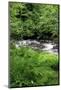 USA, Oregon. Scenic of Little Sandy River and Ferns-Steve Terrill-Mounted Photographic Print