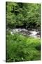 USA, Oregon. Scenic of Little Sandy River and Ferns-Steve Terrill-Stretched Canvas