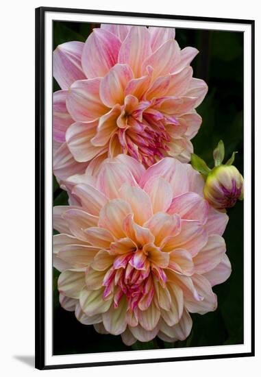 USA, Oregon, Shore Acres State Park. Close-up of Dahlia Flowers-Jean Carter-Framed Premium Photographic Print