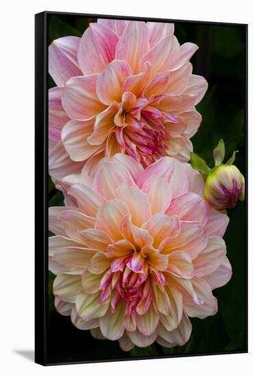 USA, Oregon, Shore Acres State Park. Close-up of Dahlia Flowers-Jean Carter-Framed Stretched Canvas