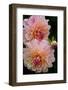 USA, Oregon, Shore Acres State Park. Close-up of Dahlia Flowers-Jean Carter-Framed Photographic Print