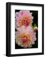 USA, Oregon, Shore Acres State Park. Close-up of Dahlia Flowers-Jean Carter-Framed Photographic Print