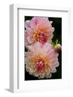 USA, Oregon, Shore Acres State Park. Close-up of Dahlia Flowers-Jean Carter-Framed Photographic Print