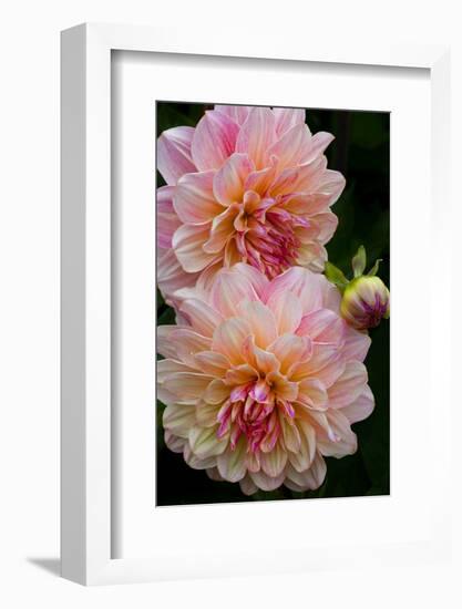 USA, Oregon, Shore Acres State Park. Close-up of Dahlia Flowers-Jean Carter-Framed Photographic Print