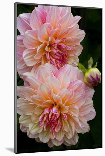 USA, Oregon, Shore Acres State Park. Close-up of Dahlia Flowers-Jean Carter-Mounted Photographic Print