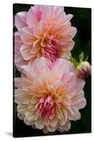 USA, Oregon, Shore Acres State Park. Close-up of Dahlia Flowers-Jean Carter-Stretched Canvas