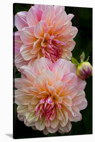 USA, Oregon, Shore Acres State Park. Close-up of Dahlia Flowers-Jean Carter-Stretched Canvas