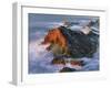 USA, Oregon, Shore Acres State Park. Sunset Light on Ocean Shore Cliffs-Jaynes Gallery-Framed Photographic Print