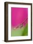 USA, Oregon, Shore Acres. Water Droplet Reflection-Jaynes Gallery-Framed Photographic Print