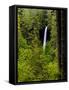 USA, Oregon, Silver Falls State Park, North Falls-Joe Restuccia III-Framed Stretched Canvas