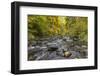 USA, Oregon, Silver Falls State Park. River rapids and forest in autumn.-Jaynes Gallery-Framed Photographic Print