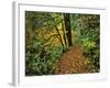 USA, Oregon, Silver Falls State Park. Scenic Park Trail-Steve Terrill-Framed Photographic Print