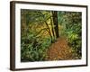 USA, Oregon, Silver Falls State Park. Scenic Park Trail-Steve Terrill-Framed Photographic Print