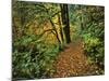 USA, Oregon, Silver Falls State Park. Scenic Park Trail-Steve Terrill-Mounted Photographic Print