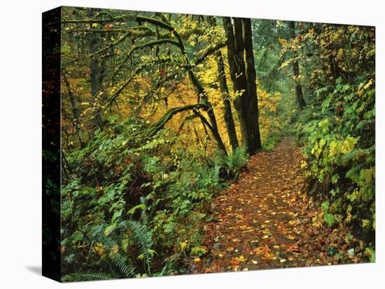 USA, Oregon, Silver Falls State Park. Scenic Park Trail-Steve Terrill-Stretched Canvas