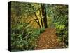 USA, Oregon, Silver Falls State Park. Scenic Park Trail-Steve Terrill-Stretched Canvas