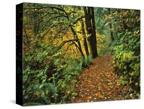 USA, Oregon, Silver Falls State Park. Scenic Park Trail-Steve Terrill-Stretched Canvas