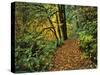 USA, Oregon, Silver Falls State Park. Scenic Park Trail-Steve Terrill-Stretched Canvas